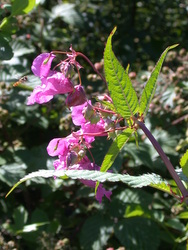 07 Aug 2004: Himalayan balsam near Goldfinch Bottom